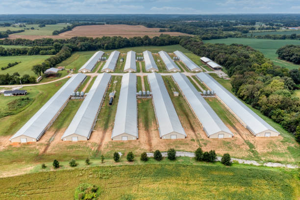Aerial view of modern commercial poultry farm houses
