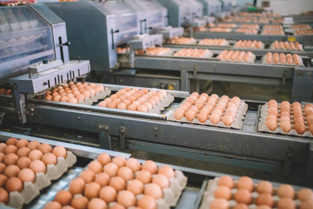Automated egg packing line
