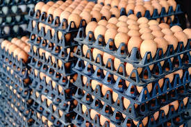 Quality Egg Supply