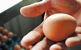 Hand holding single fresh brown egg