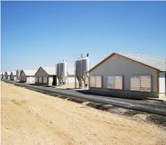 Row of modern commercial broiler houses with feed silos