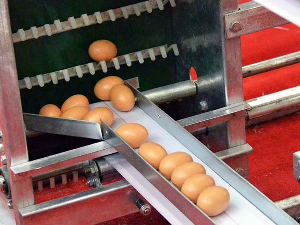 Eggs moving along collection belt