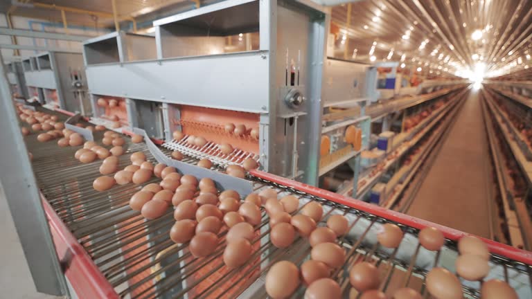 Commercial Egg Production