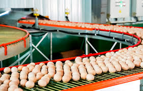Eggs on sorting conveyor system